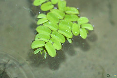 Salvinia natans