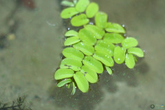 Salvinia natans