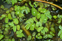 Salvinia natans