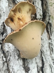 Cerioporus squamosus