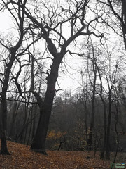 Quercus robur