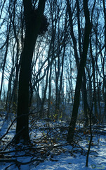 Quercus robur