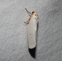 Ilemodes astriga
