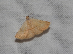 Eublemma gayneri