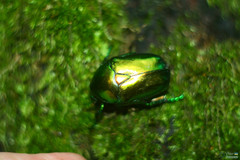 Protaetia speciosissima
