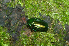 Protaetia speciosissima