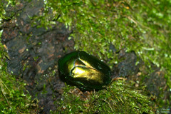 Protaetia speciosissima