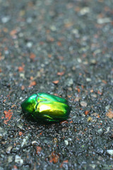 Protaetia speciosissima