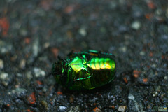 Protaetia speciosissima