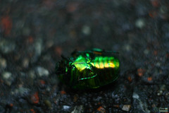 Protaetia speciosissima