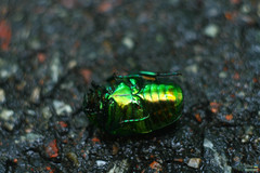 Protaetia speciosissima