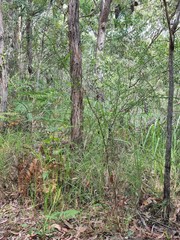 Acacia hubbardiana
