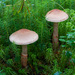 Cortinarius Sect. Armillati - Photo (c) Vladimir Bryukhov, some rights reserved (CC BY-NC), uploaded by Vladimir Bryukhov