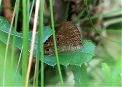 Melanitis leda bankia