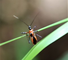 Trachylestes aspericollis