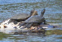 Trachemys stejnegeri