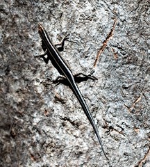 Cryptoblepharus pulcher