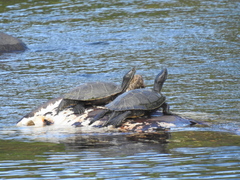 Trachemys stejnegeri