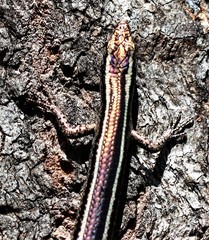 Cryptoblepharus pulcher