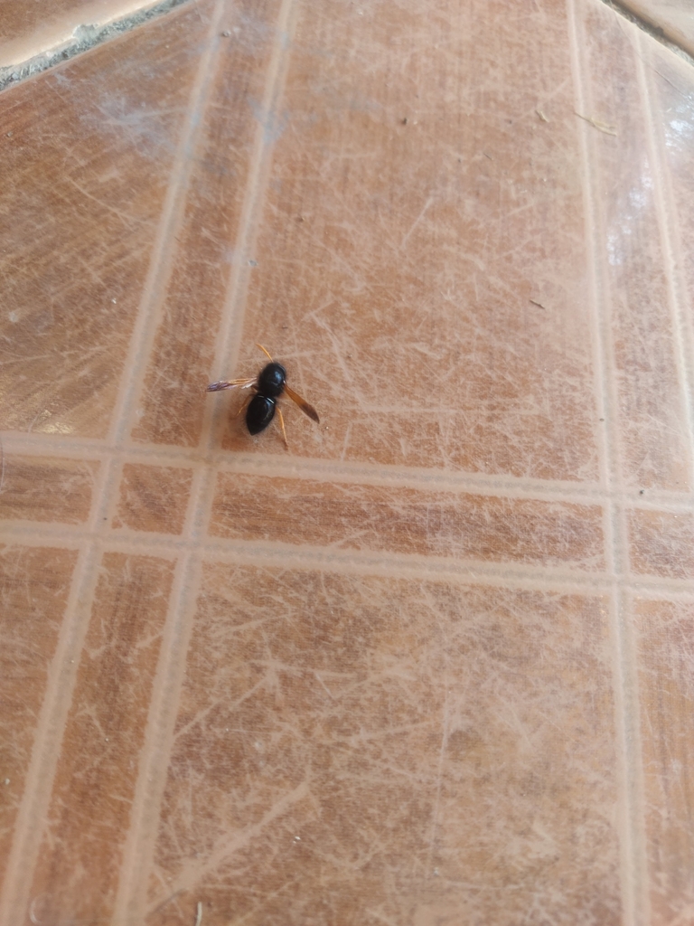Hypodynerus vespiformis
