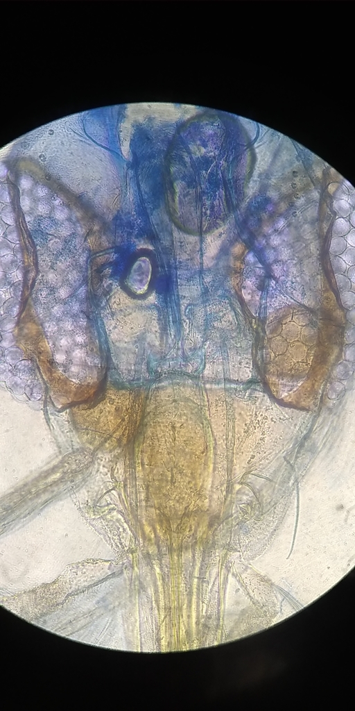 Lutzomyia longipalpis