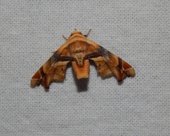Eutelia callichroma