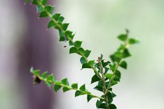 Acacia hubbardiana