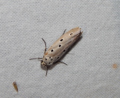 Ethmia circumdatella