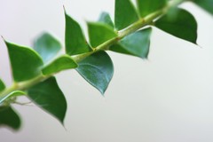 Acacia hubbardiana