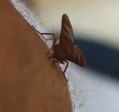 Copidapha quadrimacula