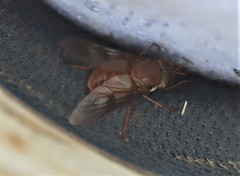 Copidapha quadrimacula
