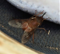 Copidapha quadrimacula