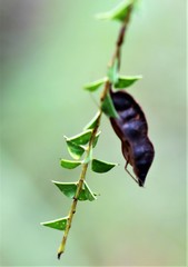 Acacia hubbardiana