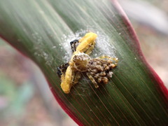 Phrynarachne ceylonica