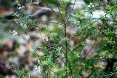 Westringia sericea