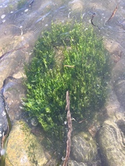 Ulva compressa