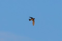 Aerodramus germani