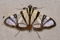 Conchylodes nolckenialis