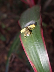 Phrynarachne ceylonica