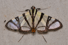 Conchylodes nolckenialis