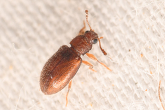 Paratenetus
