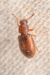Paratenetus