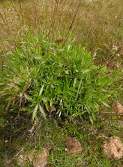 Stevia lucida