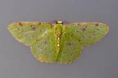 Lissochlora