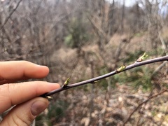 Neviusia alabamensis