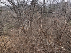 Neviusia alabamensis