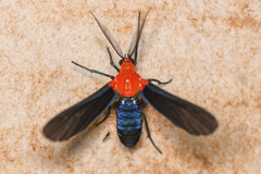 Psoloptera basifulva