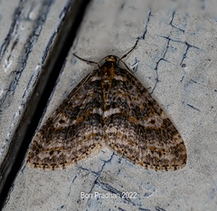 Trichopterigia micradelpha