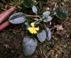 Goodenia fordiana
