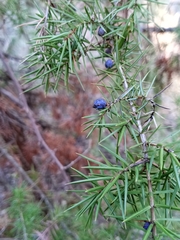 Juniperus communis communis